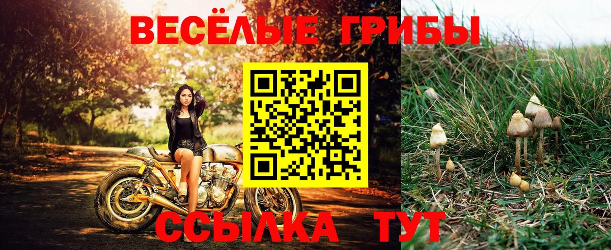 Хасавюрт  Псилоцибиновые грибы Cubensis  закладка  Вход с VPN 
